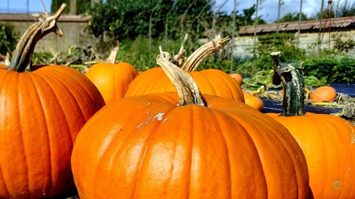 Pumpkins at Barrington Court